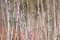 Salix irrorata bourgeons au début du printemps