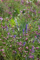 Prairie des prairies vivaces d'Amérique du Nord, RHS Gardens Wisley. Dianthus carthusianorum, Echinacea, Oenothera tetragona, Penstemon