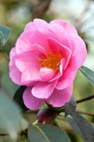 Camellia x williamsii 'La Duchesse de Cornouailles'