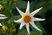 Dahlia 'Tahoma Hope', fleur d'orchidée