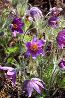 Pulsatilla Vulgaris - Fleur de Pasque en avril