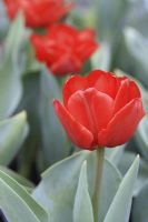 Tulipa 'Carlton', avril