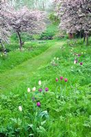 Malus floribunda - Pommetiers en fleur avec Tulipa sous-plantés, variétés inc. T. 'Peerless Pink', 'Negrita', 'Snowstar' dans l'herbe des prés - Feeringbury Manor, Essex NGS