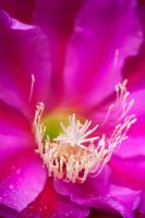 Epiphyllum 'Whatta Dream' - Fleur de cactus