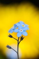 Myosotis - Ne m'oublie pas les fleurs devant la fleur de fléau de Doronicum Caucasicum Leopards jaune