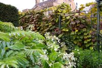 Le jardin blanc bordé par des ferronneries en arc pointu soutenant Vitis cognetiaa et la plantation de Melianthus major et Nicotiana sylvestris. Bourton House, Bourton-on-the-Hill, Moreton-in-Marsh, Glos, Royaume-Uni