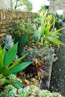 Augmentation d'auge de succulentes et de cactus. Bourton House, Bourton-on-the-Hill, Moreton-in-Marsh, Glos, Royaume-Uni