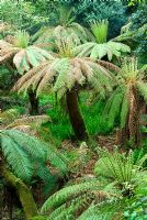 Dicksonia antarctica - fougères arborescentes australiennes, dans une fosse profonde, preuve d'une exploitation précoce de l'étain sur le site. Trewidden, Buryas Bridge, Penzance, Cornwall, UK