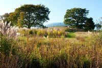 Le jardin sauvage, sur les pentes herbeuses en dessous de la grande serre, regorge d'héléniums, de petites herbes de la Pampa et d'asters. Jardin Botanique National du Pays de Galles, Middleton Hall, Carmarthenshire, Pays de Galles, Royaume-Uni