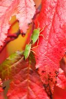 Paire de Palomena prasina - Green Shield Bugs, sur Acer tataricum subsp. ginnala