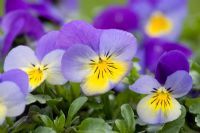 Viola cornuta 'Endurio Yellow with Violet Wing'