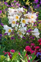 Parterre d'été contenant Lilium candidum, Rosa 'Heidefeuer' et Geranium psilostemon