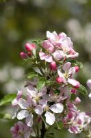 Malus ' Braeburn '- Fleur de pommier