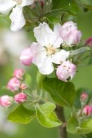 Malus 'Newton Wonder' - Fleur de pommier