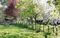 Prairie avec arbres en fleurs au parterre de fleurs et petit déjeuner à Velp, Brabant, Hollande
