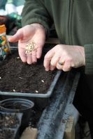 Semer les graines de courges dans le bac à graines étape 2 placer les graines sur un sol uniformément espacé