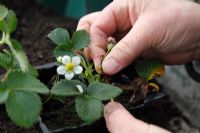 Retirez les fleurs des jeunes plants de fraises pour permettre à la plante de se gonfler