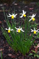 Narcisse 'Jack Snipe' plante en fleur