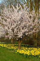 Prunus 'Pandora' planté de Narcisses 'Texas' au RHS Garden Wisley, Surrey