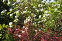 Rhododendron 'Sir William Lawrence' avec Cornus nuttallii 'Monarch'