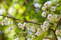 Halesia carolina fleurit au printemps