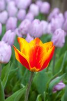 Tulipa 'Flair'