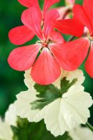 Pélargonium 'Frank Headley' - Geranium zonal panaché