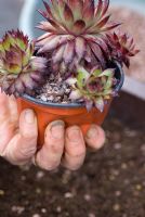 Rempoter Sempervivum 'Squib' - enlever la plante liée au pot en pressant le pot pour desserrer les racines