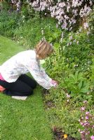 Femme désherbant et coupant les plantes avec des sécateurs dans le jardin de mai