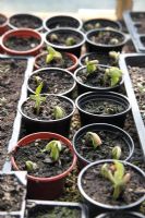 Phaseolus vulgaris 'Saxa' - Graines de haricots verts germent en pots sur banc de propagation