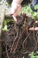 Armoracia rustiqueana - Raifort, récolte des racines matures