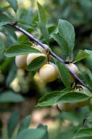 Prunus domestica ssp. syrinaca 'Mirabelle de Nancy' - Mirabelles sur arbre