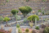 Euphorbia candelabrum en fleur - El Jardin de Cactus, Lanzarote, Îles Canaries
