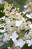 Hydrangea paniculata 'Skylight'