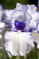Iris 'Violet Icing' floraison au printemps