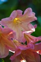 Rhododendron 'Bach Choir' fleurit au printemps