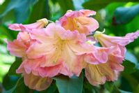 Rhododendron 'Bach Choir' fleurit au printemps