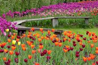 Festival des tulipes à RHS Harlow Carr, Yorkshire, UK - Vue d'orange, rose rouge et rose foncé des tulipes avec banc en bois semi-circulaire.