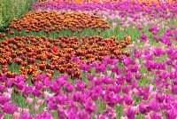 Festival des tulipes à RHS Harlow Carr, Yorkshire, UK - Vue d'orange, rose rouge et rose foncé des tulipes