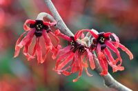 Hamamelis x intermedia 'Diane'