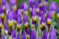 Crocus sieberi sublimis 'Tricolor'