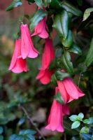 Lapageria 'Rosea'