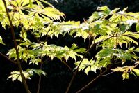 Acer tree rétroéclairé contre une clôture de jardin, Norfolk, Angleterre, juin