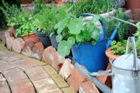 Coin jardin avec chemin de briques récupérées, avec des herbes en pot, Norfolk, Angleterre, mai