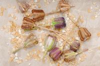 Économie de graines, de gousses et de graines de tête de serpents - Fritillaria meleagaris, Norfolk, Angleterre, juin