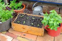 Jardinage en pot, plants de laitue plantés dans une boîte en bois, recouvert de grillage pour la protection contre les oiseaux, Norfolk, Angleterre, mai