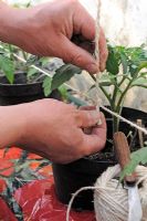 Formation de plants de tomates, jardinier fixant la chaîne pour soutenir les tomates de serre dans des sacs de culture, notez les plantes dans des pots sans fond placés dans un sac de culture pour augmenter le nombre de racines, Norfolk, Angleterre, Apri