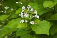 Fleurs blanches de Catalpa bignonioides en été - Indian Bean Tree
