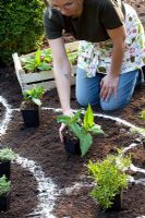 Planter un parterre de fleurs herbacées disposer des vivaces herbacées en pots pour fixer la distance des plantes