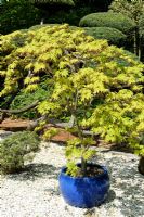 Acer palmatum 'Kitoseyama' en pot dans le parc floral de La Souce, Orléans, France